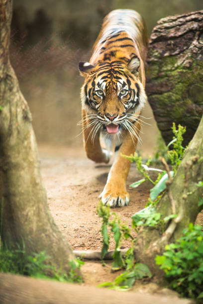 istock Closeup of a Siberian tiger also know as Amur tiger 1076155458