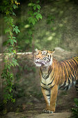 nahaufnahme-eines-sibirischen-tigers-auch-bekannt-als-amur-tiger.jpg?b=1&s=170x170&k=20&c=cTPgGVu2TBdNuWeNyJvsKms6KI8ToaG9dxc0a-85E8A=