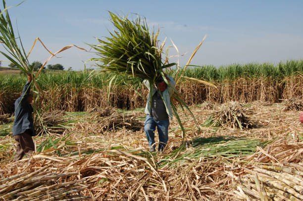 Sugarcane fieldwork is intense and arduous, from preparing the soil to nurturing seedlings, but there is camaraderie and the promise of a fruitful harvest. 
