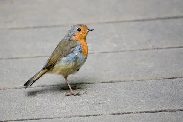 Robin Redbreast standing on wooden decking