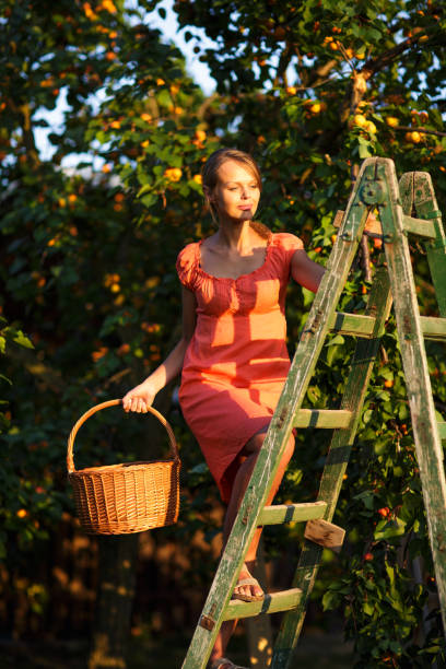 istock Pretty, young woman picking apricots lit by warm summer evening light 1076161496