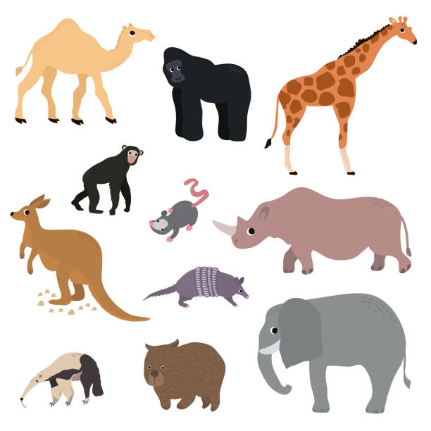 Wild animals set in flat style. Vector Illustration Wild animals set in flat style. Camel ,gorilla, giraffe, chimpanzee rhinoceros, kangaroo, elephant, wombat, anteater, armadillo, opossum, isolated on white. Vector Illustration wombat stock illustrations