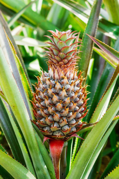 istock ripe pineapple growing in the field 1076180326