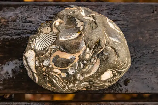 Closeup of beautiful multi-fossil rock sitting on wet wood