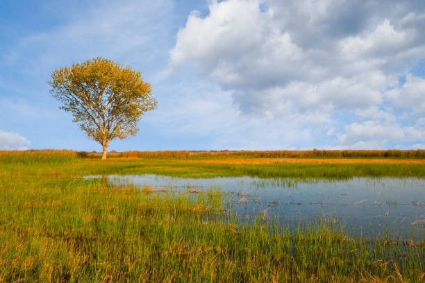 Lone Tree by a Wetland stock photo