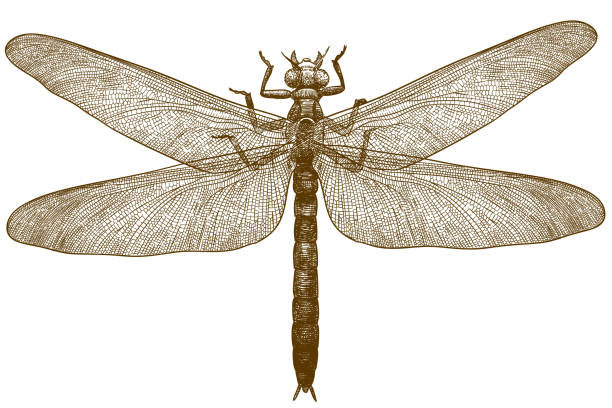 Download Dragonfly, Nature, Insect. Royalty-Free Vector Graphic - Pixabay