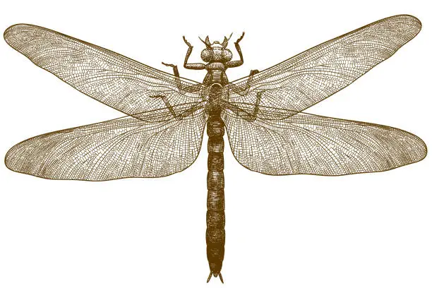 Vector illustration of engraving illustration of dragonfly meganeura