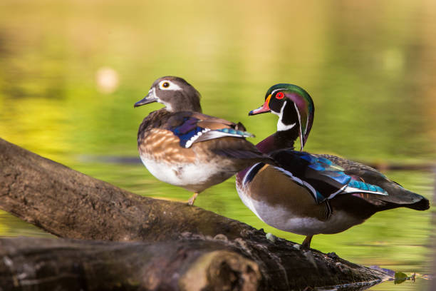 istock Wood ducks in fall colors 1076191790