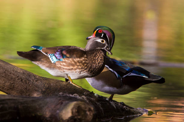 istock Wood ducks in fall colors 1076191866