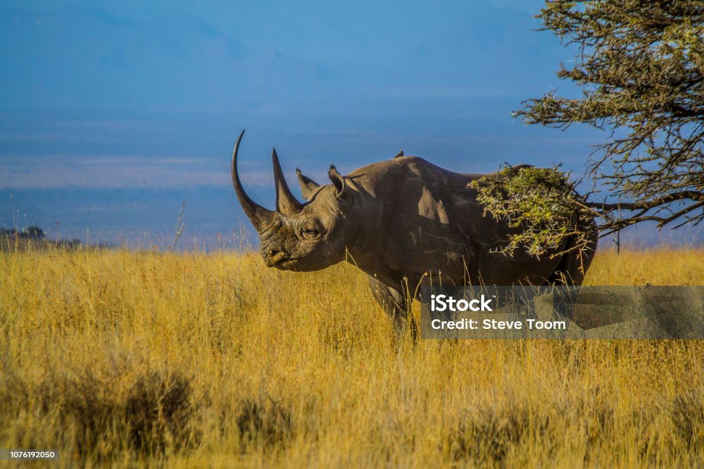 Black Rhino on dry African savanna grassland landscape Black Rhino on dry African savanna grassland landscape with blue sky background Black Rhinoceros Stock Photo