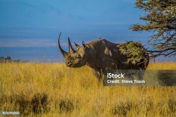 Black Rhino On Dry African Savanna Grassland Landscape Stock Photo - Download Image Now