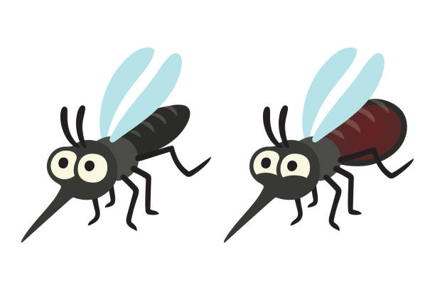 Cartoon mosquito set Cartoon mosquito drawing, hungry and full with blood. Isolated vector illustration set. mosquito filled with blood stock illustrations