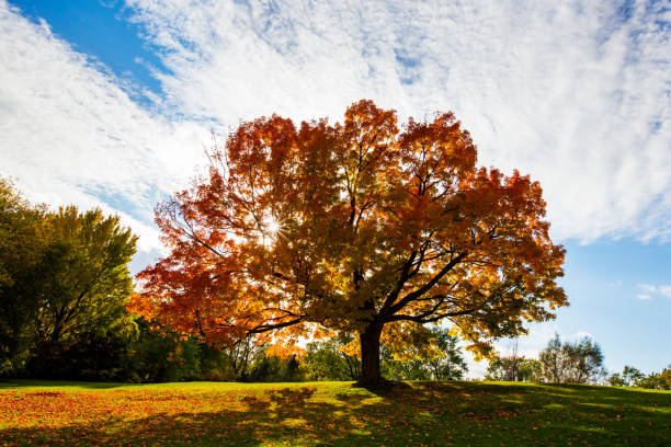 秋のシュガー ・ メープル - sugar maple ストックフォトと画像