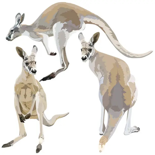Vector illustration of Set of kangaroos on  white