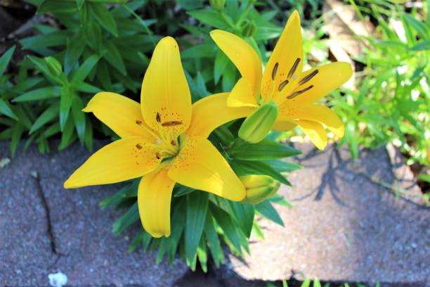 istock Lily in the Landscaping 1076193760