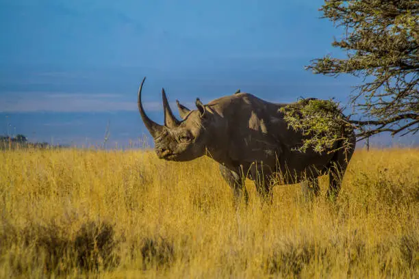 Black Rhino on dry African savanna grassland landscape with blue sky background