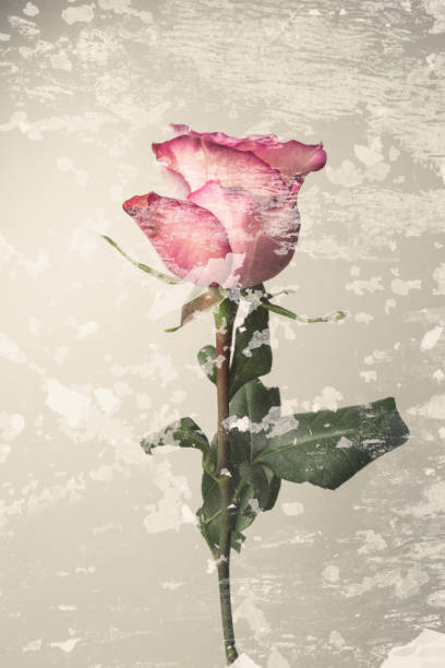 Vintage background with single rose isolated on white