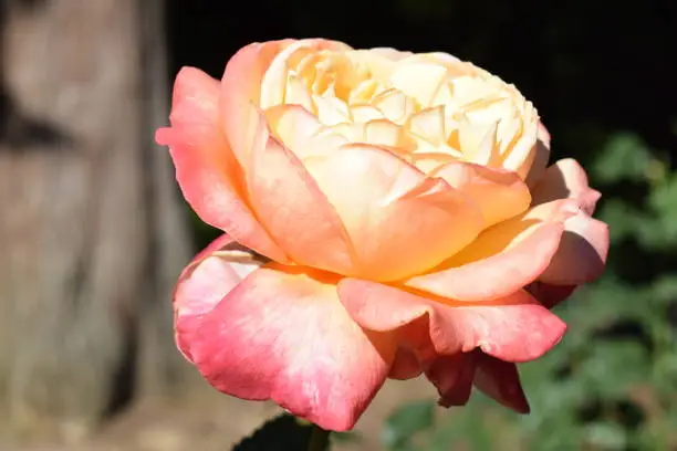 Pink and orange rose on a bright, sunny day