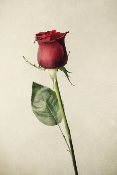 Vintage background with single rose isolated on white
