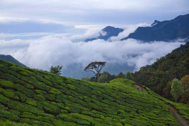 istock Tea plantations in Kerala, South India 1076201936