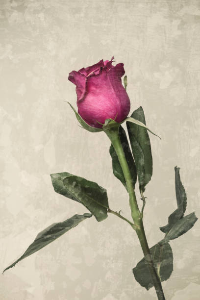 istock Beautiful fresh pink rose, isolated on white background 1076202194