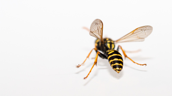 Wasp insect on White Background.