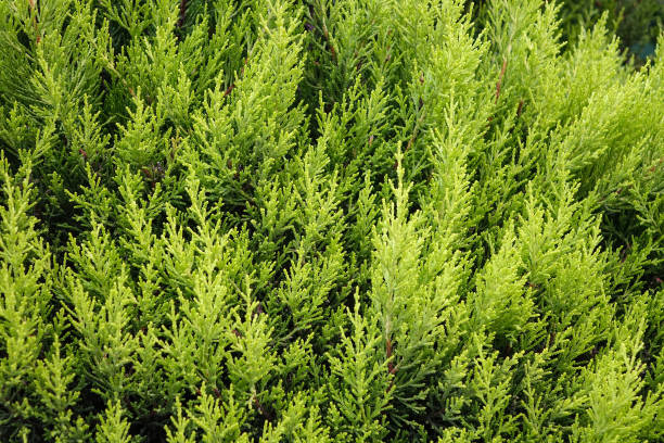istock Background of green pine leaves 1076204300