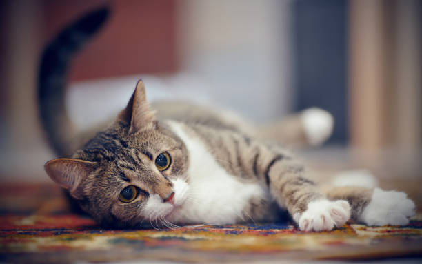 istock The striped cat with white paws, plays on a carpet 1076205172
