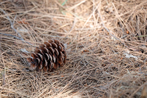 istock Pine cones on dry pine leaves background 1076206328
