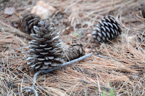 istock Pine cones on dry pine leaves background 1076206364