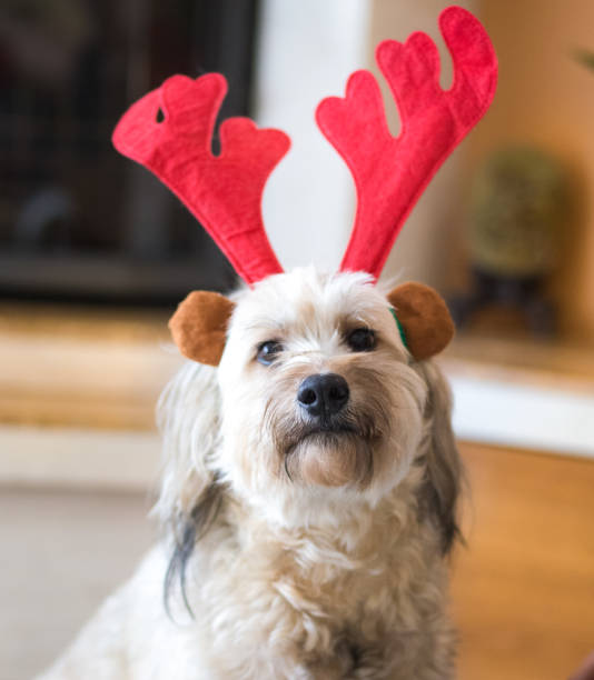 istock Happy Christmas dog with reindeer hat 1076206376