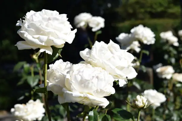 White roses in the early July sunshine