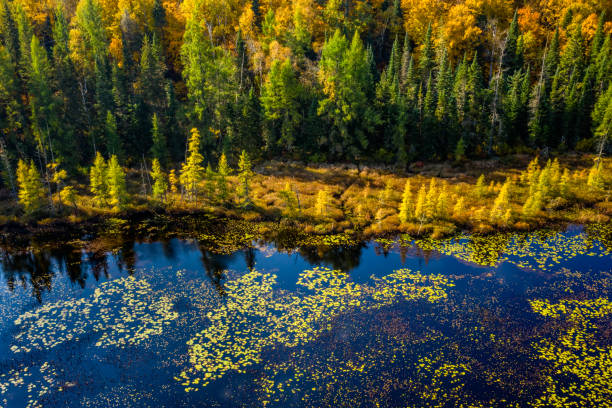Aerial view of marshland and forest in autumn in Ontario Canada