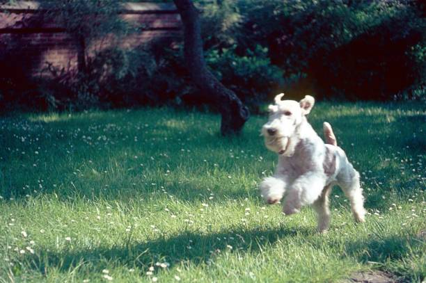 terrier retrieves ball - image created 1960s fotos imagens e fotografias de stock