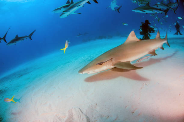 istock Lemon shark at the Bahamas 1076224660