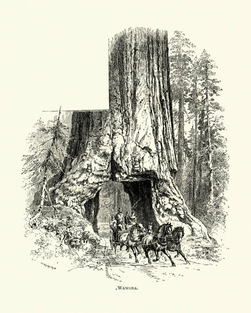 istock Stagecoach driving through the Wawona Tree, giant sequoia, 19th Century 1076227470