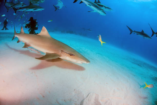 istock Lemon shark at the Bahamas 1076227504