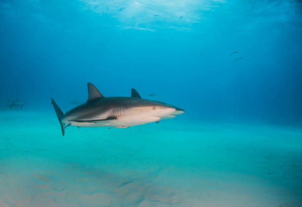 istock Caribbean reef shark at the Bahamas 1076228950