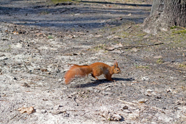 istock Cute red squirrel runs on the ground in a forest. 1076229244