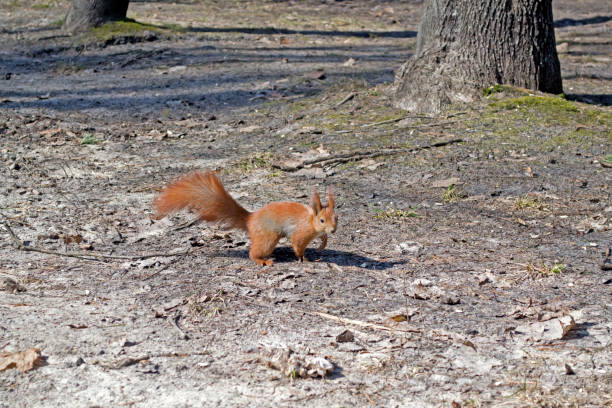 Cute red squirrel runs on the ground in a forest.