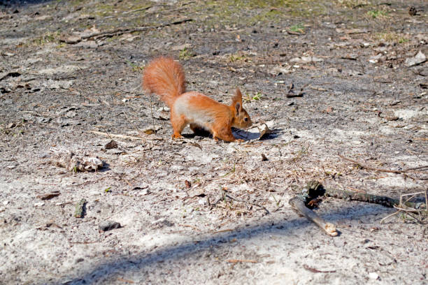 istock Cute red squirrel runs on the ground in a forest. 1076229282