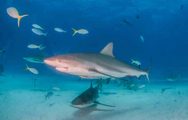 istock Caribbean reef shark at the Bahamas 1076229598