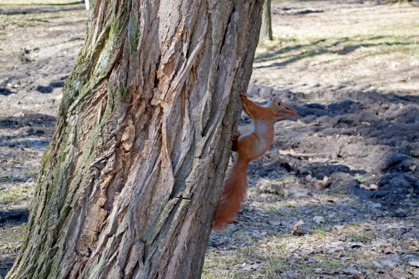 Funny red squirrel on trunk of tree.