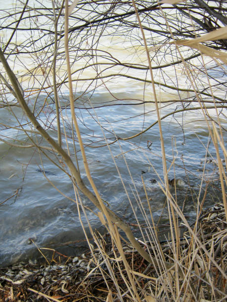 tote fische ans ufer des sees sträucher büsche am rand des wassers von der küste im zeitigen frühjahr, das erwachen der natur am see. tote fische ans ufer des sees. - marine life stock-fotos und bilder