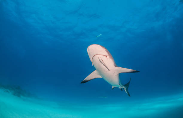 istock Caribbean reef shark at the Bahamas 1076229796