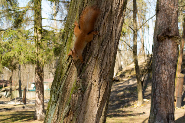 Funny red squirrel on trunk of tree.