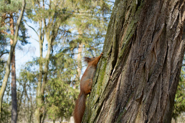 istock Funny red squirrel on trunk of tree. 1076229996