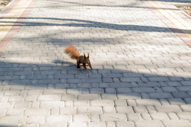 Cute red squirrel runs on the ground in a forest.