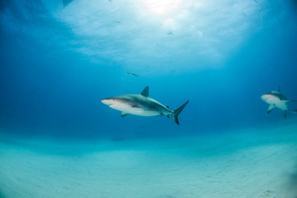 istock Caribbean reef shark at the Bahamas 1076230046