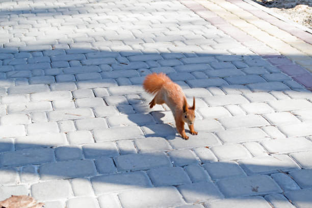 istock Cute red squirrel runs on the ground in a forest. 1076230056